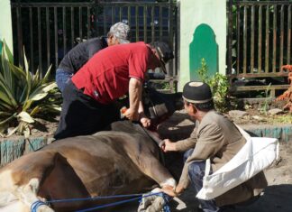 Kemenag Rejang Lebong Kurban 10 Ekor Sapi, Ratusan Kantong Daging Dibagi ke Masyarakat
